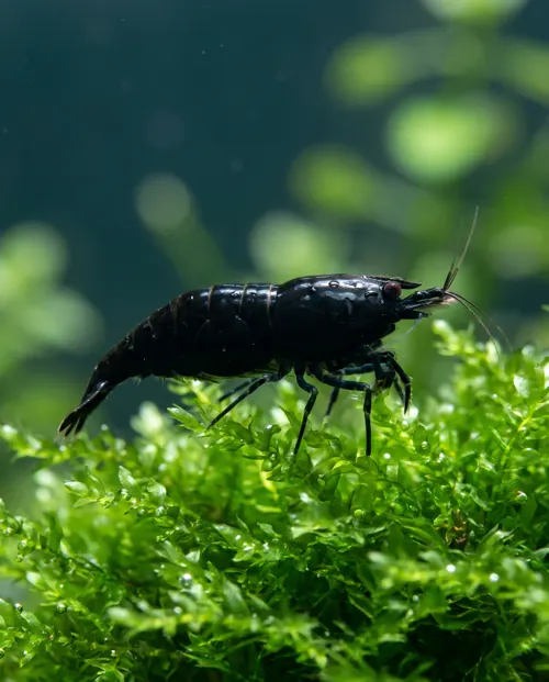 Black Rose Garnele Neocaridina davidi, lackschwarz auf hellem Moos, Schweizer Nachzucht