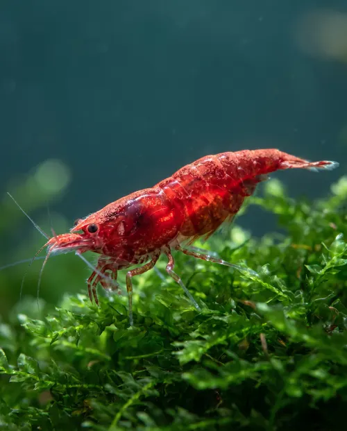 Bloody Mary Garnele Neocaridina davidi, tiefrot durchscheinend, Schweizer Nachzucht