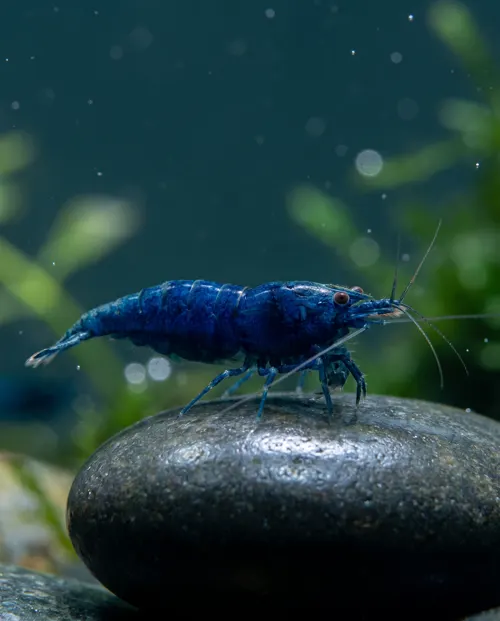 Blue Dream Garnele Neocaridina davidi, tiefblau, Schweizer Nachzucht