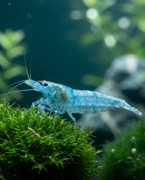 Blue Jelly Garnele Neocaridina davidi, hellblau durchscheinend, Schweizer Nachzucht