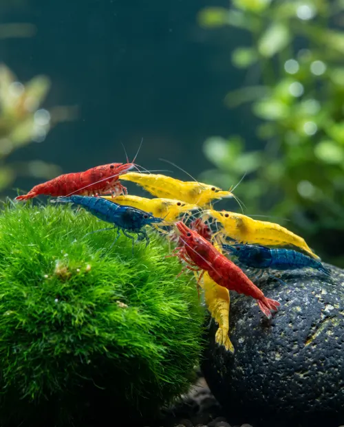 Bunter Mix Garnelen, 15 Neocaridina in drei Farben, Schweizer Nachzucht