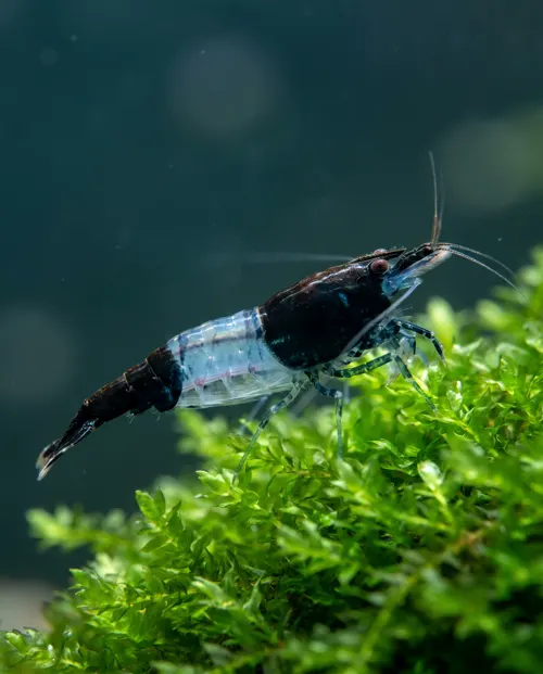 Carbon Rili Garnele Neocaridina davidi, schwarz mit blauer Mitte, Schweizer Nachzucht