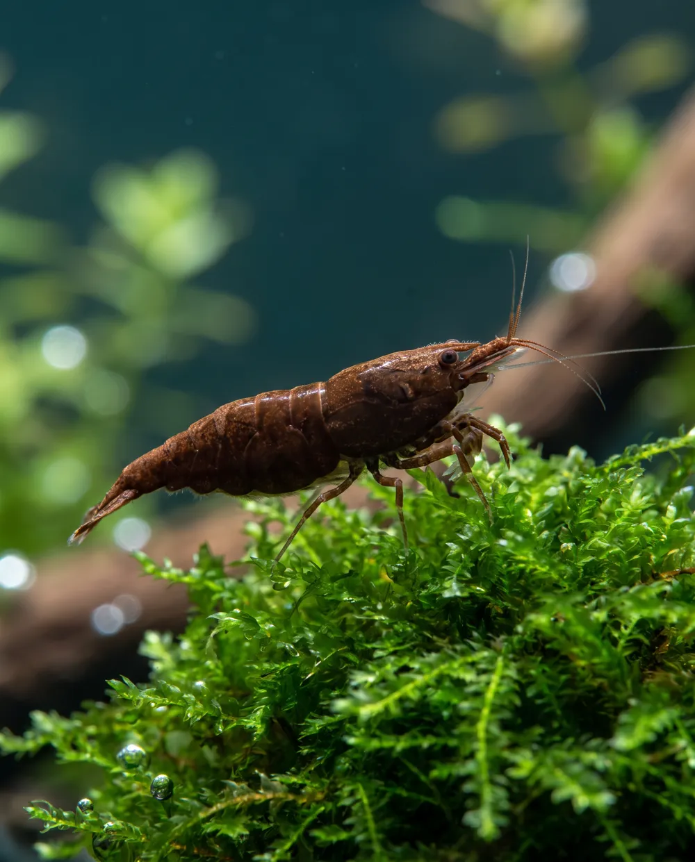 Chocolate Garnele Neocaridina davidi, dunkelbraun auf hellem Moos, Schweizer Nachzucht