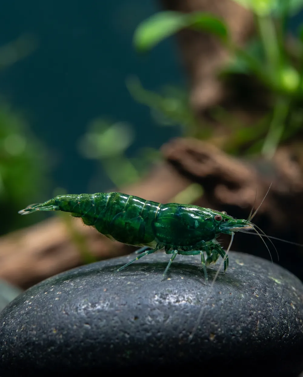 Green Jade Garnele Neocaridina davidi, jadegrün, Schweizer Nachzucht