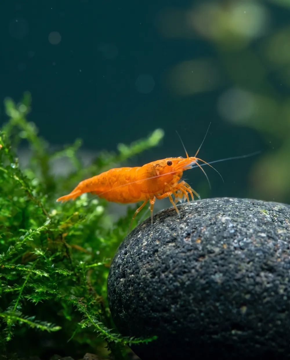 Orange Sakura Garnele Neocaridina davidi, leuchtend orange, Schweizer Nachzucht
