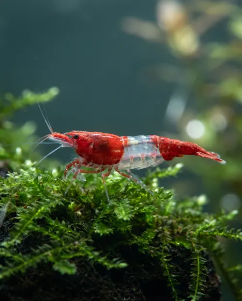 Red Rili Garnele Neocaridina davidi mit transparenter Körpermitte, Schweizer Nachzucht