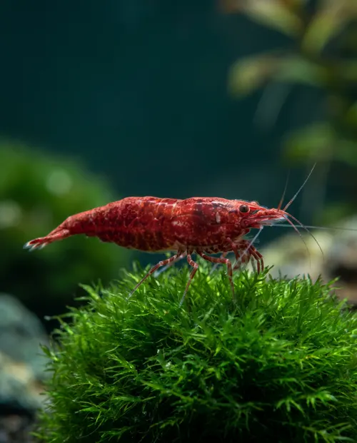 Red Sakura Garnele Neocaridina davidi auf Moos, Schweizer Nachzucht