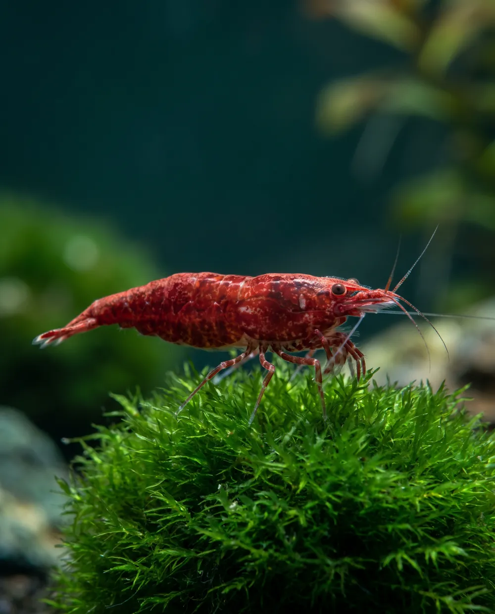 Red Sakura Garnele Neocaridina davidi auf Moos, Schweizer Nachzucht