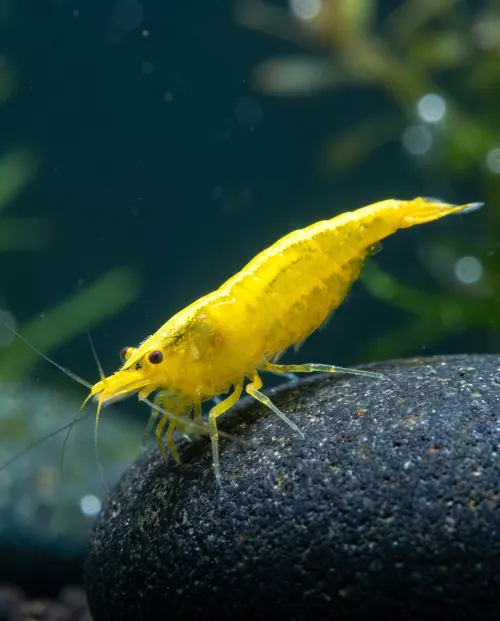 Yellow Fire Garnele Neocaridina davidi, gelb mit Neonstreifen, Schweizer Nachzucht