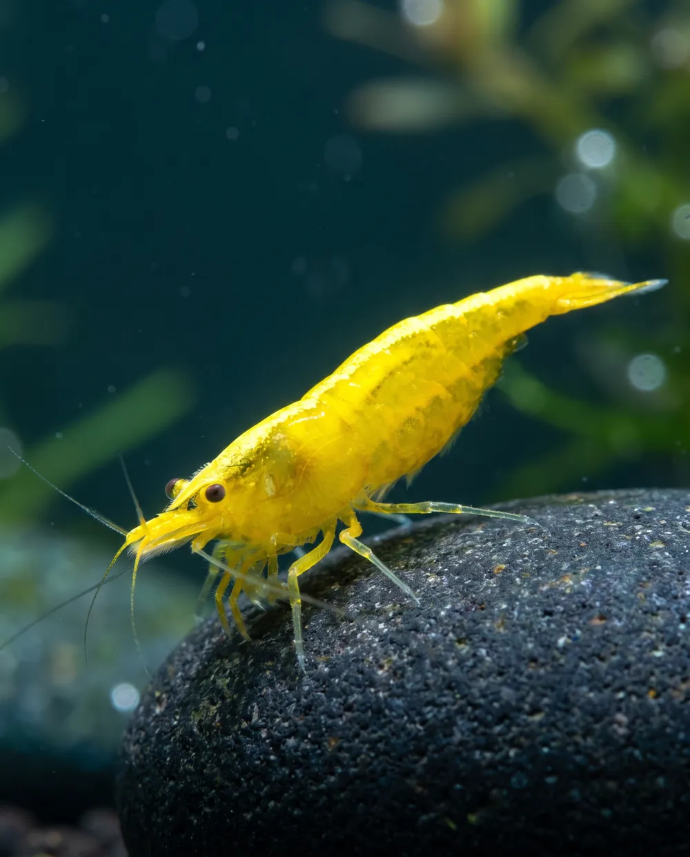 Yellow Fire Garnele Neocaridina davidi, gelb mit Neonstreifen, Schweizer Nachzucht